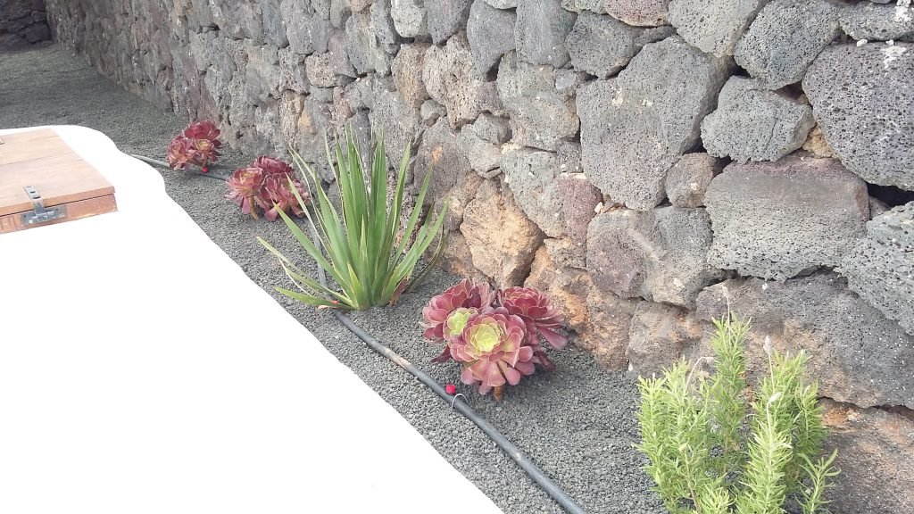 Canariensis - Jardín tipo Lanzarote 7